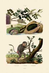 アワビ、1833-39